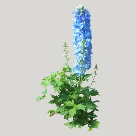 ͼʦģֲģȫ20221810