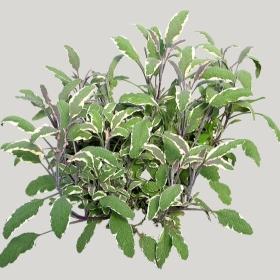 ͼʦģֲģȫ20221592