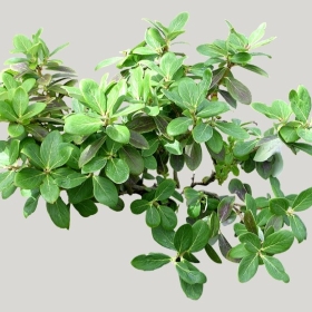 ͼʦģֲģȫ20221606