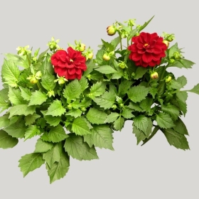 ͼʦģֲģȫ20221038