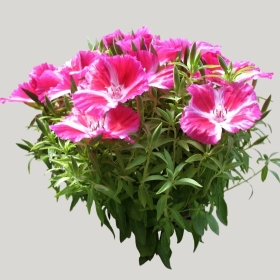 ͼʦģֲģȫ20221520