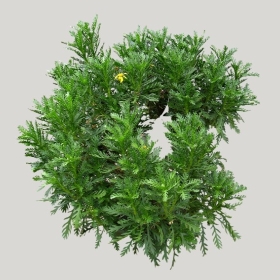 ͼʦģֲģȫ20221560