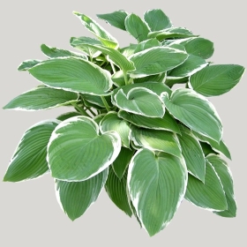 ͼʦģֲģȫ20221638