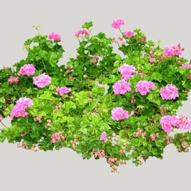 ͼʦģֲģȫ20221452