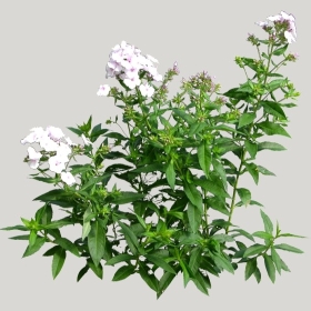 ͼʦģֲģȫ20221413