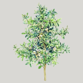 ͼʦģֲģȫ20222504