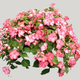 ͼʦģֲģȫ20221697