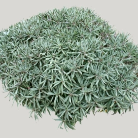 ͼʦģֲģȫ20221544