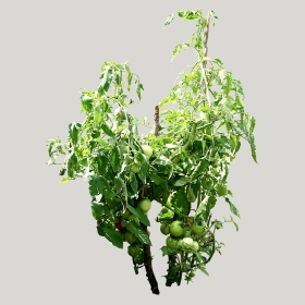 ͼʦģֲģȫ20221425