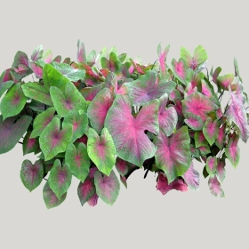 ͼʦģֲģȫ20221174