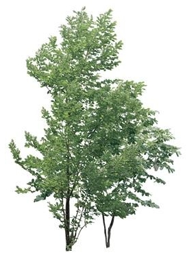 720úMtree08