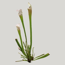 ͼʦģֲģȫ20222184