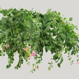 ͼʦģֲģȫ20221397