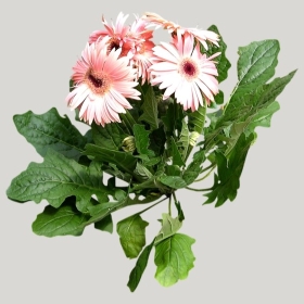 ͼʦģֲģȫ20221479