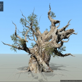 SpeedTree  Pine Bristlecone 73.146M