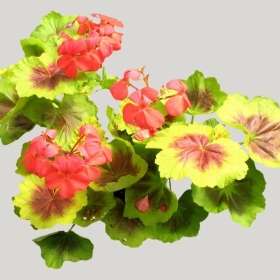 ͼʦģֲģȫ20221449