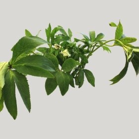 ͼʦģֲģȫ20221824