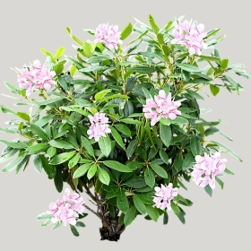 ͼʦģֲģȫ20222112