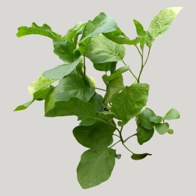 ͼʦģֲģȫ20221118