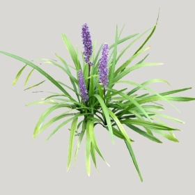 ͼʦģֲģȫ20221842