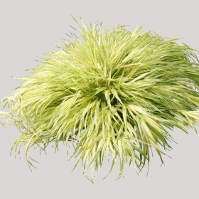 ͼʦģֲģȫ20221570