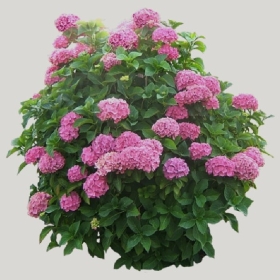 ͼʦģֲģȫ20221212