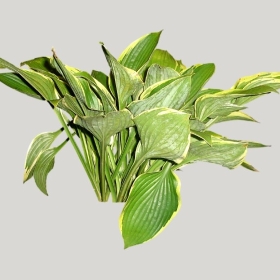 ͼʦģֲģȫ20221658