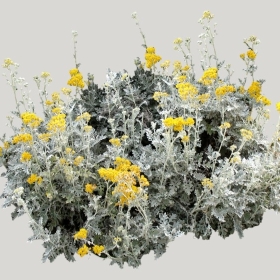 ͼʦģֲģȫ20221101