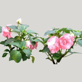 ͼʦģֲģȫ20221083