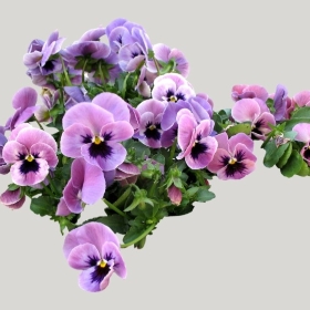 ͼʦģֲģȫ20222079