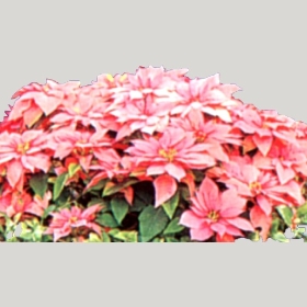 ͼʦģֲģȫ20222462