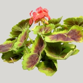 ͼʦģֲģȫ20221448