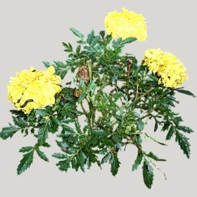 ͼʦģֲģȫ20221901