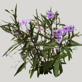 ͼʦģֲģȫ20221922