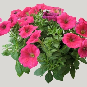 ͼʦģֲģȫ20222131