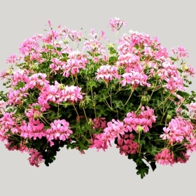 ͼʦģֲģȫ20221714