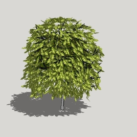 ͼʦģֲģȫ20221204