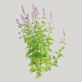 ͼʦģֲģȫ20221492