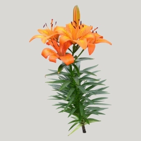 ͼʦģֲģȫ20222029