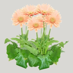 ͼʦģֲģȫ20221470