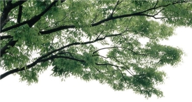 PSزĹҽPSDʽBough04