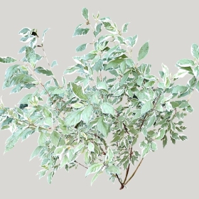 ͼʦģֲģȫ20221786