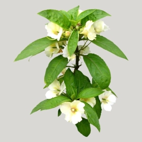 ͼʦģֲģȫ20221981