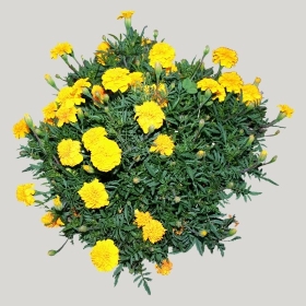 ͼʦģֲģȫ20221387