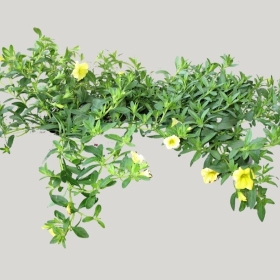 ͼʦģֲģȫ20221930