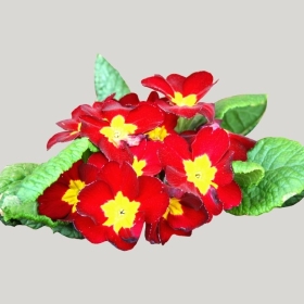 ͼʦģֲģȫ20221132