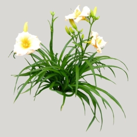 ͼʦģֲģȫ20221017