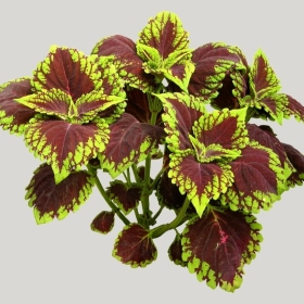 ͼʦģֲģȫ20222060