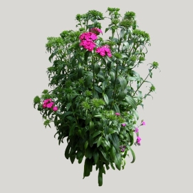 ͼʦģֲģȫ20221049