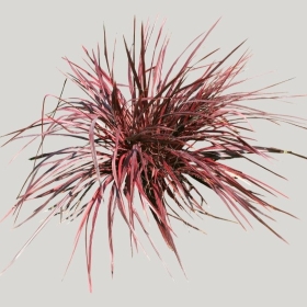 ͼʦģֲģȫ20222247